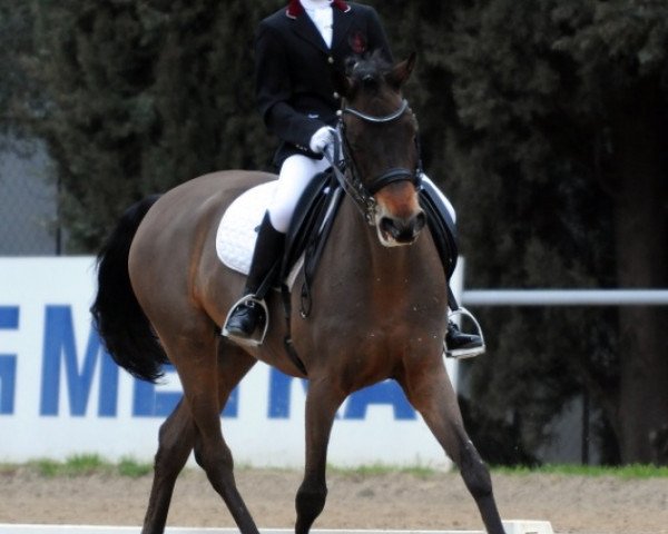 horse Heiligenberg's Hang On Sloopy (German Riding Pony, 2002, from Sunrise Moonlight)