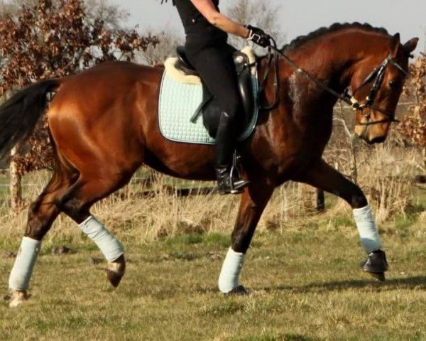 dressage horse B fiftytwo (Oldenburg, 2012, from Belissimo NRW)