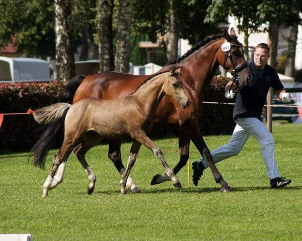 Pferd Cream of Chocolate PB (Deutsches Reitpony, 2016, von FS Chacco Blue)