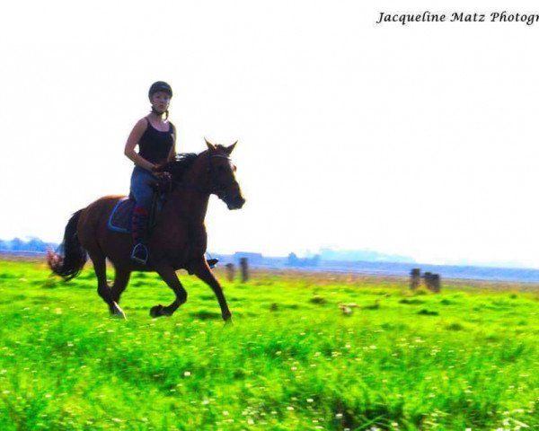 broodmare Sharon (New Forest Pony, 1995, from Oleander)