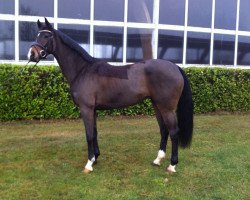 horse Royal Rose 21 (Hanoverian, 2011, from Royal Classic I)