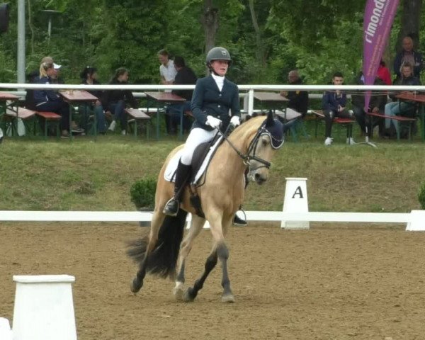 Reitturnier Nußloch 2019