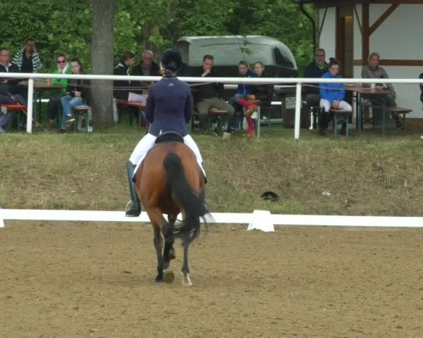 Reitturnier Nußloch 2019