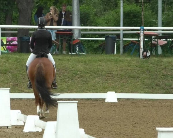 Reitturnier Nußloch 2019