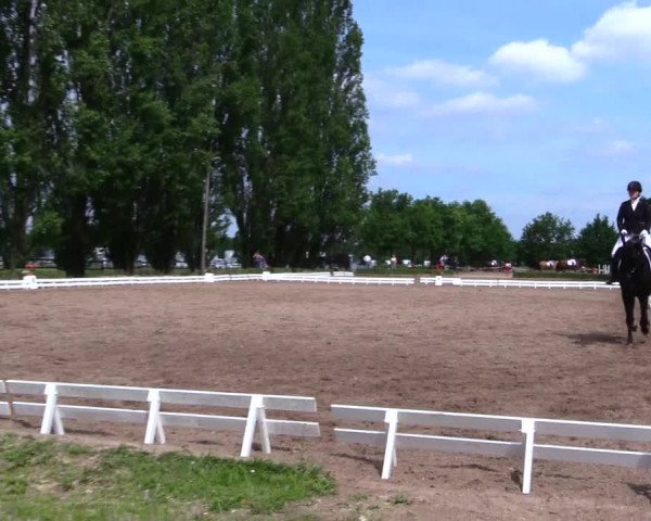 Reitturnier Hamm-Rhynern 2019