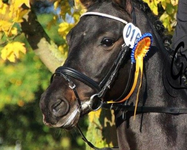 dressage horse Biyou 3 (German Riding Pony, 2010, from Beautyful Stallion)