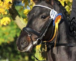 dressage horse Biyou 3 (German Riding Pony, 2010, from Beautyful Stallion)