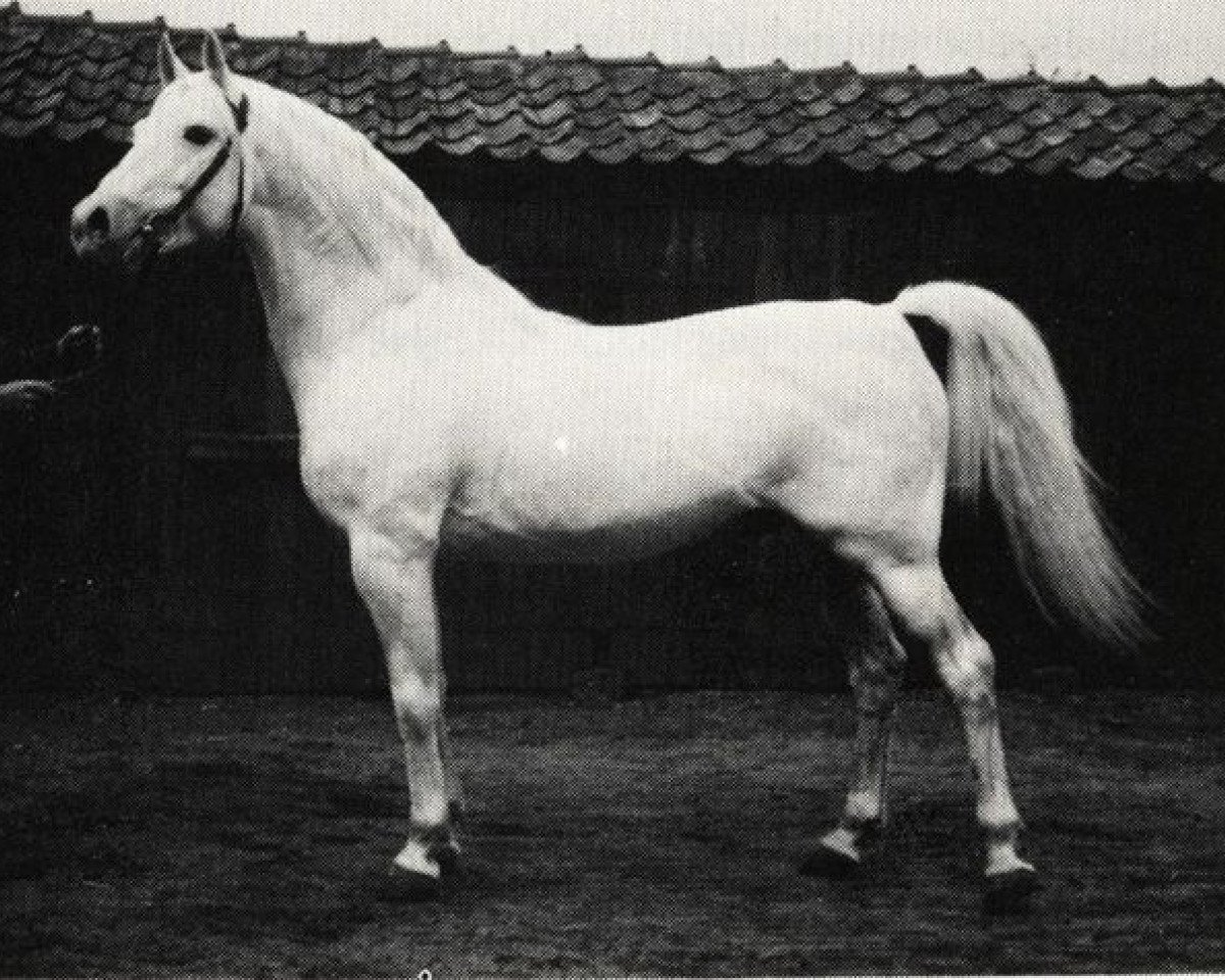 stallion Nerox ShA (Shagya Arabian, 1938, from Nigro 1932 ShA)