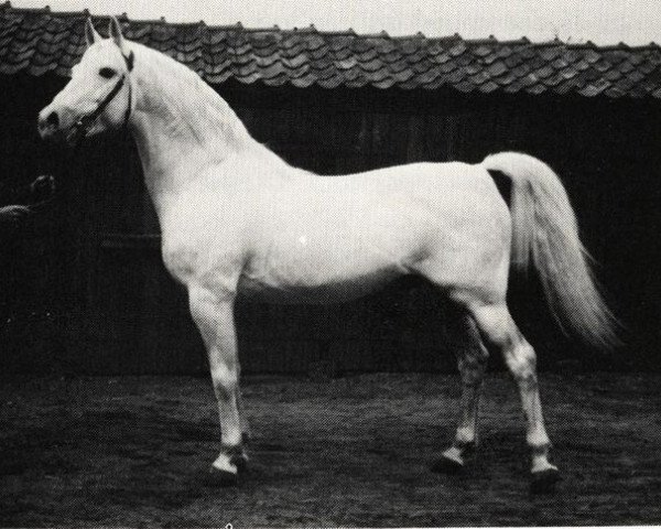 stallion Nerox ShA (Shagya Arabian, 1938, from Nigro 1932 ShA)