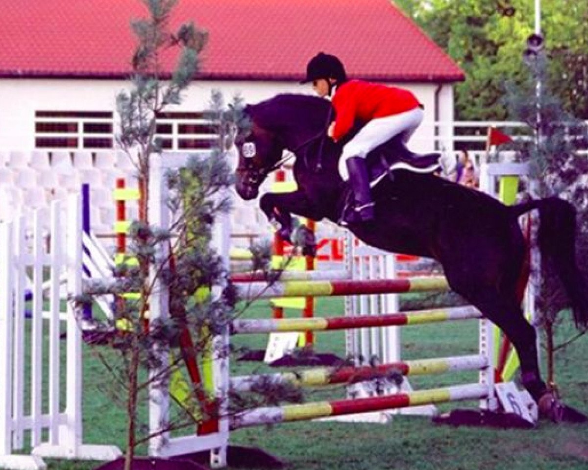 Stallion Nando (German Riding Pony, 1989, from Nightstar)