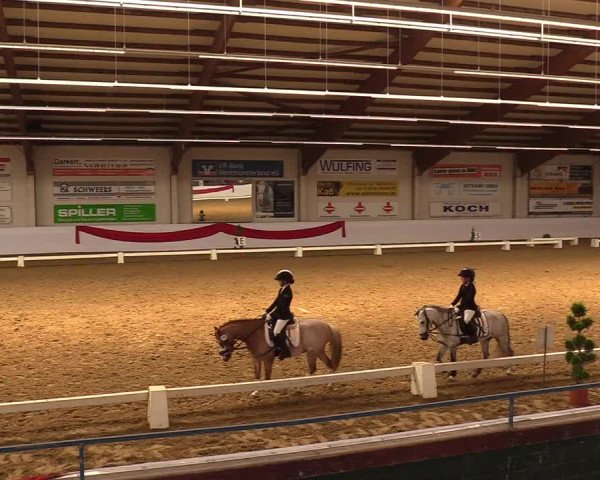 Reitturnier Borken 2019
