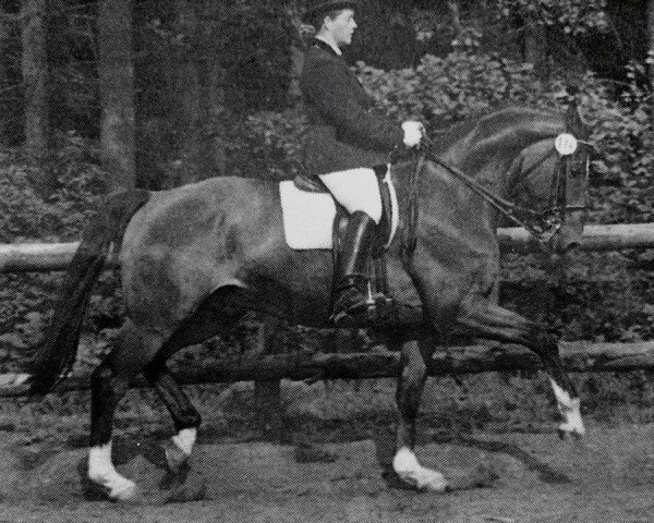 horse Entre dos tierras (Oldenburg, 1991, from Feinbrand)