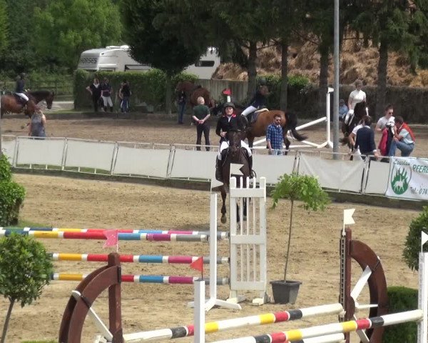 Reitturnier Frechen-Grefrath - Sonnenhof 2019