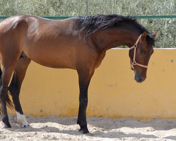 stallion Huracan (Pura Raza Espanola (PRE), 2012, from President)