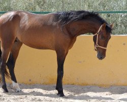 Deckhengst Huracan (Pura Raza Espanola (PRE), 2012)
