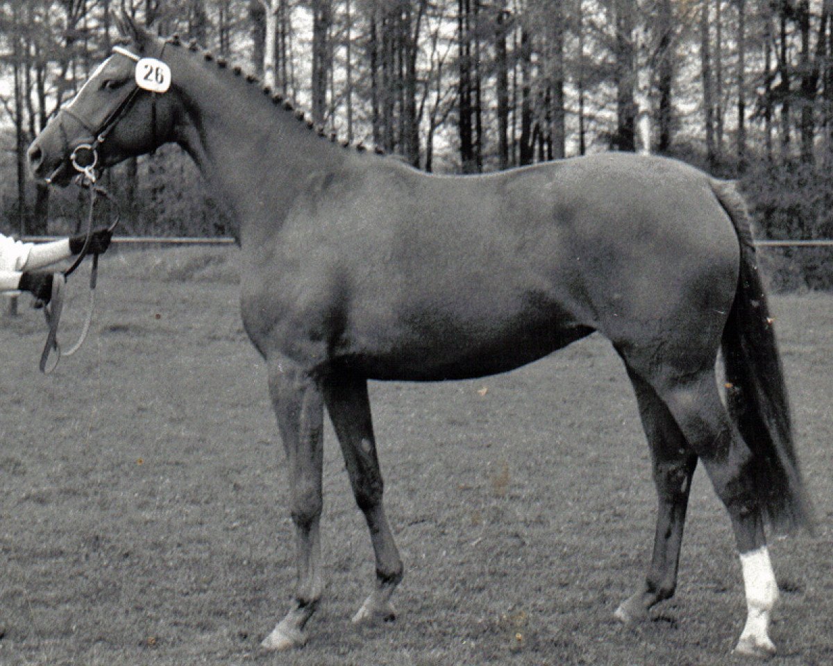 Zuchtstute Hippi (Trakehner, 1988, von Parforce)