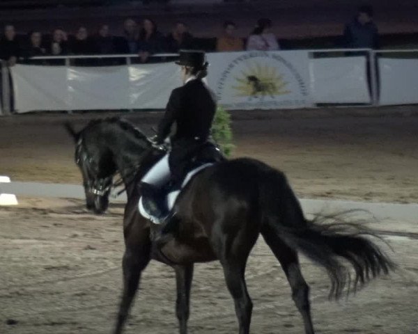 Reitturnier Frechen-Grefrath - Sonnenhof 2019