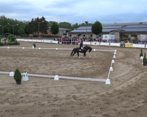 Reitturnier Frechen-Grefrath - Sonnenhof 2019