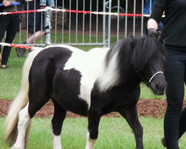 Zuchtstute RMM Tavina (Shetland Pony, 2015, von Kronprinz van den Niederlanden)