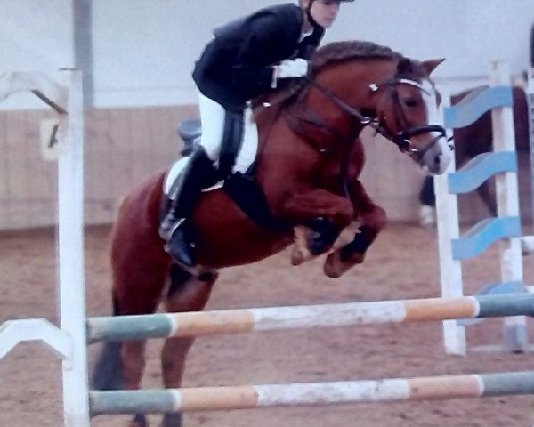 Pferd Vanda's Special Pride (Welsh Mountain Pony (Sek.A), 2005, von Ysselvliedt's Special Edition)