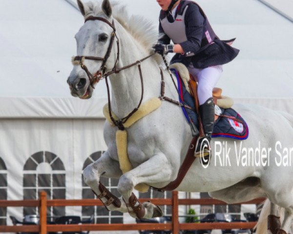 jumper Baussy Jones (Irish Sport Horse, 1997, from Dow Jones Courcel) jumper Baussy Jones (Irish Sport Horse, 1997, from Dow Jones Courcel)
