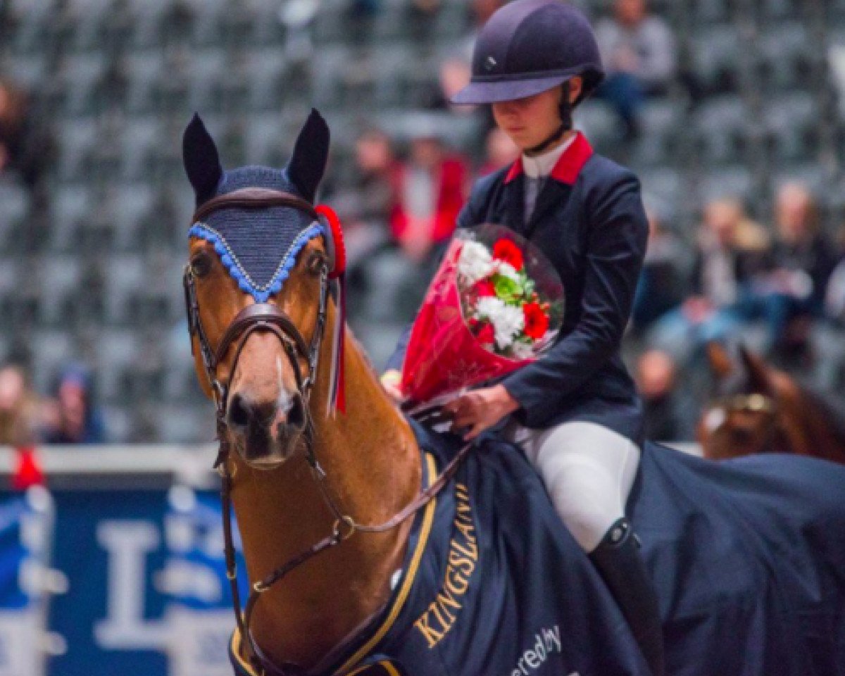 Caballo de salto Buutengewoon (KWPN (Warmblood Neerlandés), 2006, de Quattro B)
