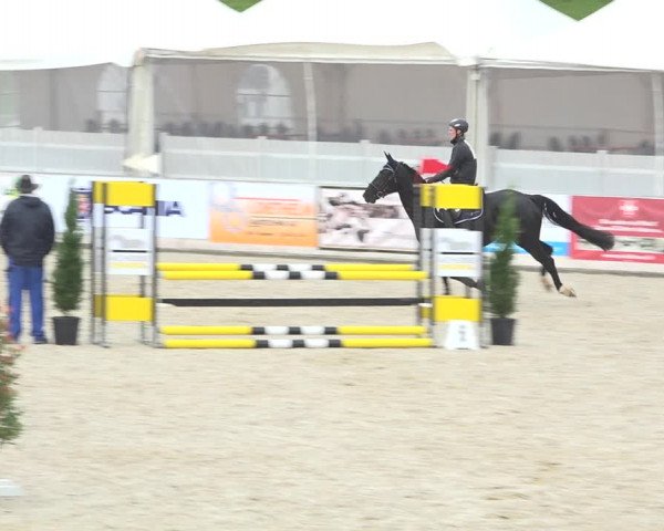 Reitturnier Galgenen 2019