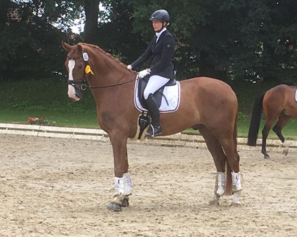 dressage horse Blue Shadow 5 (Westphalian, 2012, from Basic)