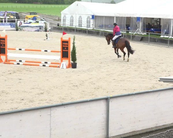 Reitturnier Galgenen 2019