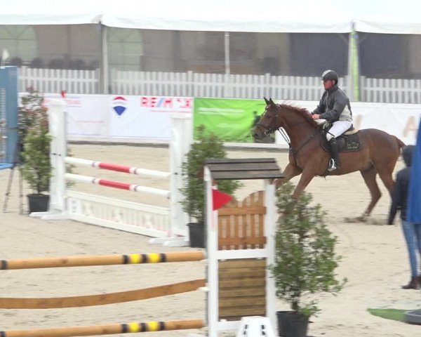 Reitturnier Galgenen 2019