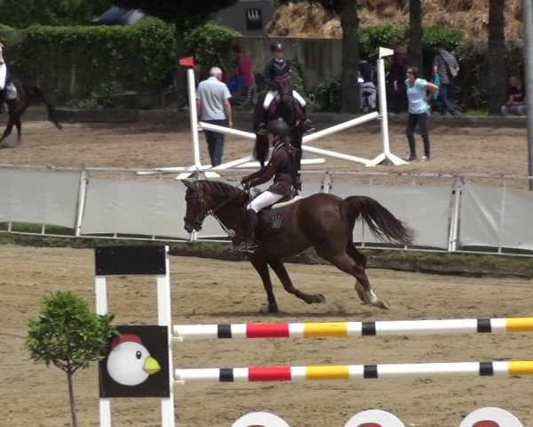 Reitturnier Frechen-Grefrath - Sonnenhof 2019