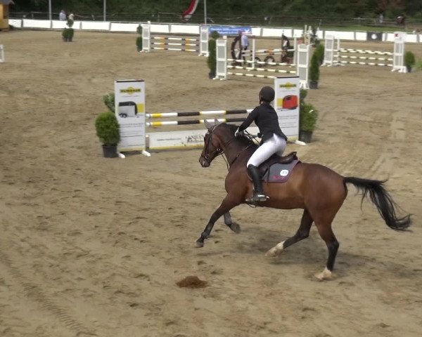 Reitturnier Frechen-Grefrath - Sonnenhof 2019