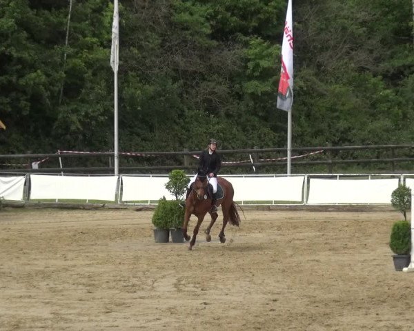 Reitturnier Frechen-Grefrath - Sonnenhof 2019