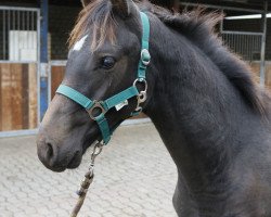 Pferd Dago (Westfale, 2016, von Diarado)
