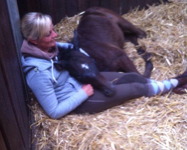 horse Chilli Morning (Thoroughbred,  , from Cristallo I)