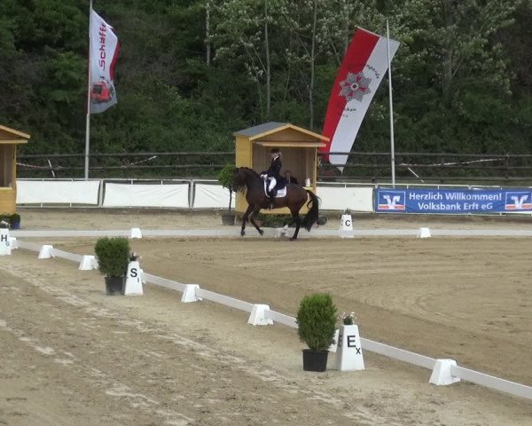 Reitturnier Frechen-Grefrath - Sonnenhof 2019
