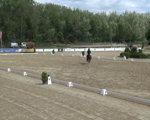 Reitturnier Frechen-Grefrath - Sonnenhof 2019