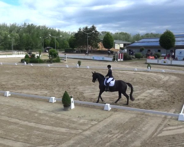 Reitturnier Frechen-Grefrath - Sonnenhof 2019
