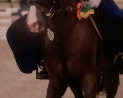 jumper Hot Chocolate BT (German Riding Pony, 2011, from Halifax)