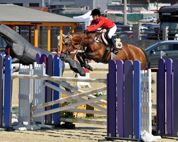 stallion Pi Quatorze (Selle Français, 2003, from Baloubet du Rouet) stallion Pi Quatorze (Selle Français, 2003, from Baloubet du Rouet)