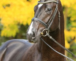 Pferd Dark Dancer V (Hannoveraner, 2014, von Dancier)