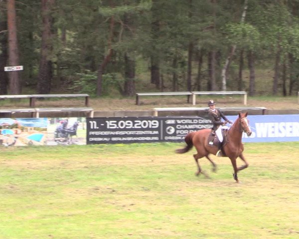 Reitturnier Cottbus-Sielow 2019