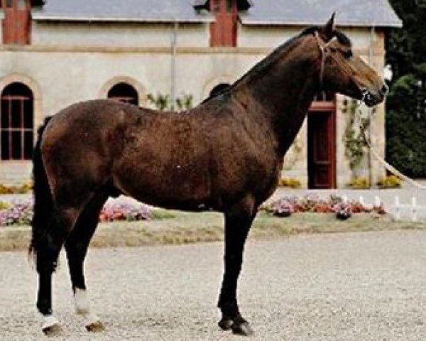 stallion Island x (Anglo-Arabs, 1971, from Thailand AA)
