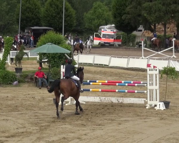 Reitturnier Frechen-Grefrath - Sonnenhof 2019