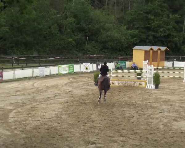 Reitturnier Frechen-Grefrath - Sonnenhof 2019