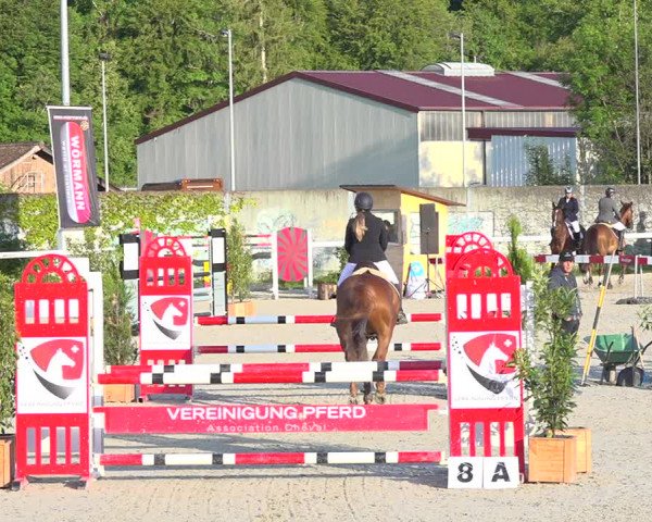 Reitturnier Münsingen 2019