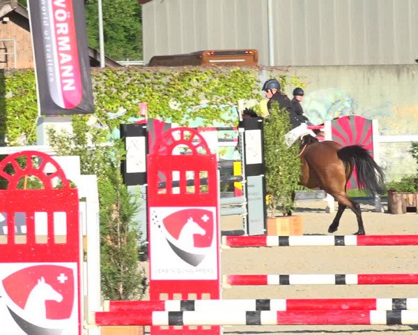 Reitturnier Münsingen 2019