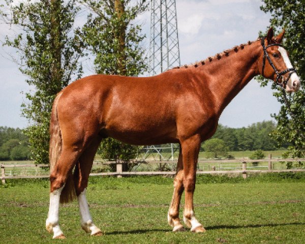 horse Cookie (Oldenburg show jumper, 2014, from Coupie)