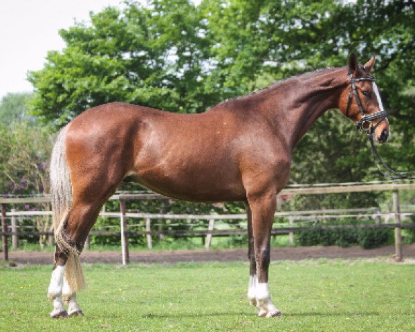 horse Capitain Colour W (Oldenburg show jumper, 2013, from Chilensky Jra)