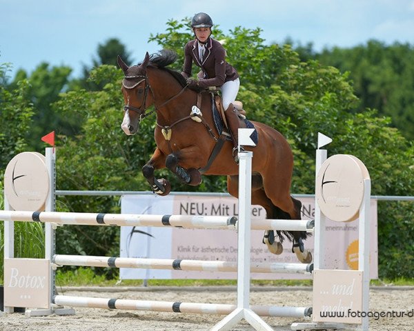 jumper Contention (Holsteiner, 2007, from Conteur)
